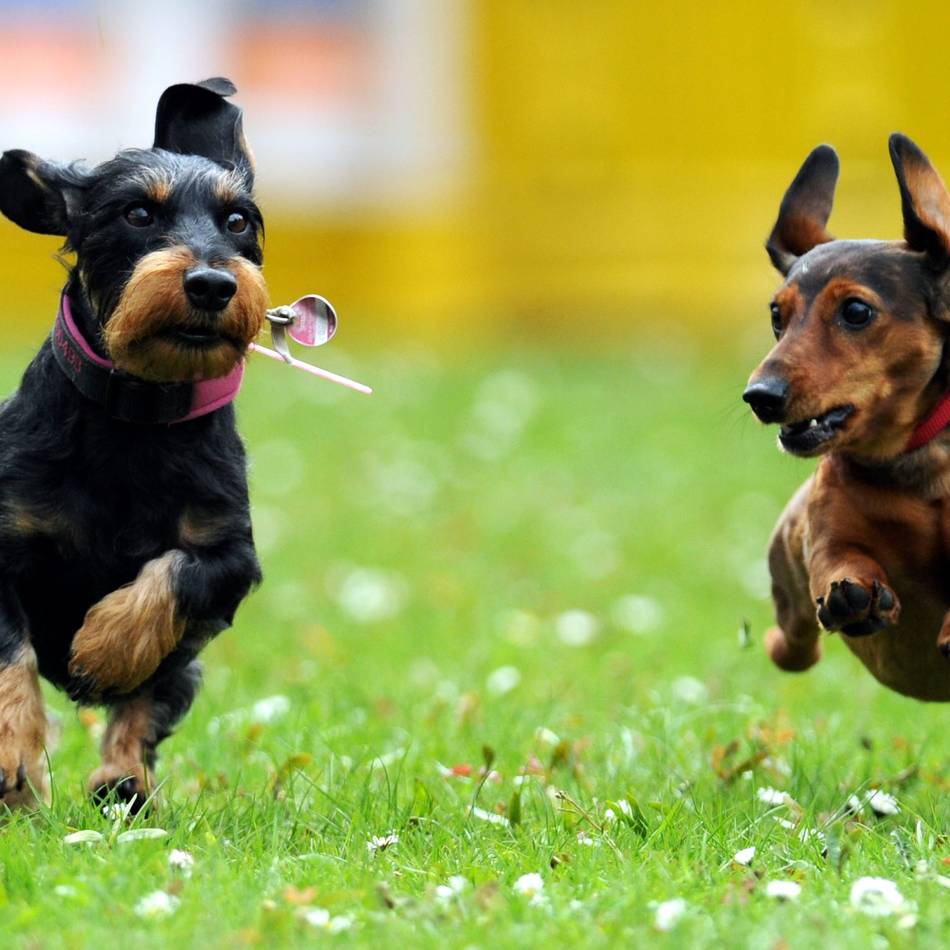 Neu in Dinslaken: Hunde ohne Steuermarke – ab 2026 ganz legal