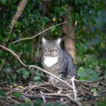 Tierschützer warnen vor Katzenproblem in Dinslaken: „Eine einzige Katastrophe“