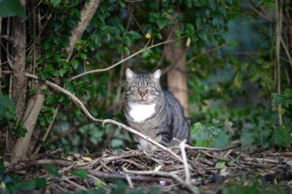 Tierschützer warnen vor Katzenproblem in Dinslaken: „Eine einzige Katastrophe“