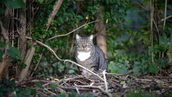 Tierschützer warnen vor Katzenproblem in Dinslaken: „Eine einzige Katastrophe“