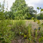 Umgestaltung des Freibadgeländes Hiesfeld – Stadt Dinslaken legt Vorschlag vor