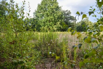 Umgestaltung des Freibadgeländes Hiesfeld – Stadt Dinslaken legt Vorschlag vor