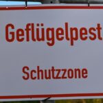 Vogelgrippe im Kreis Wesel: Stallpflicht bleibt bestehen – Lage angespannt