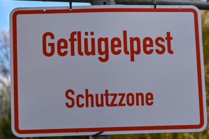 Vogelgrippe im Kreis Wesel: Stallpflicht bleibt bestehen – Lage angespannt