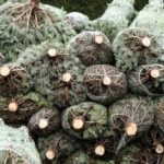 Weihnachtsbäume in Dinslaken, Voerde, Hünxe: Das kosten sie