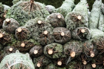 Weihnachtsbäume in Dinslaken, Voerde, Hünxe: Das kosten sie