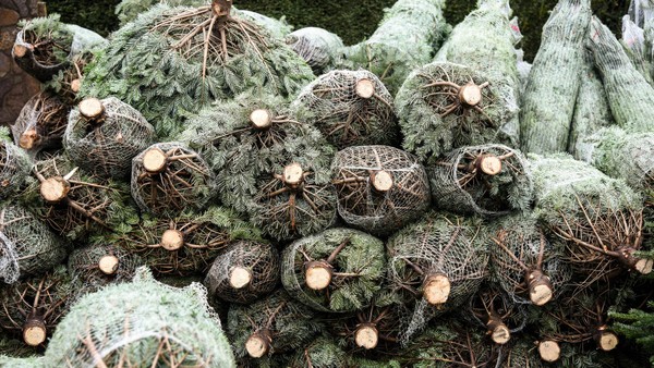 Weihnachtsbäume in Dinslaken, Voerde, Hünxe: Das kosten sie