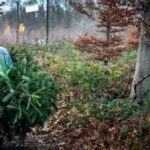 Weihnachtsbaum selber schlagen: Übersicht für den Niederrhein - die besten Spots