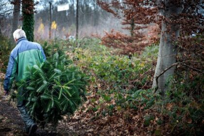 Weihnachtsbaum selber schlagen: Übersicht für den Niederrhein - die besten Spots
