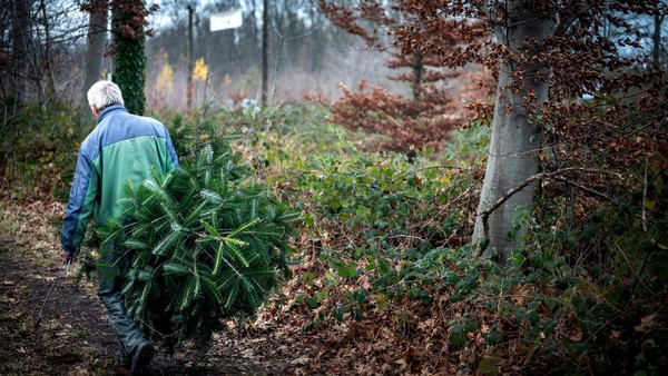 Weihnachtsbaum selber schlagen: Übersicht für den Niederrhein - die besten Spots