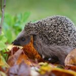 Zum Schutz der Igel: Hünxer Schule hat sich an besonderem Projekt beteiligt