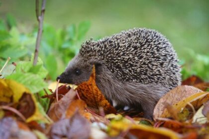 Zum Schutz der Igel: Hünxer Schule hat sich an besonderem Projekt beteiligt