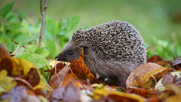 Zum Schutz der Igel: Hünxer Schule hat sich an besonderem Projekt beteiligt