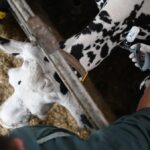 Blauzungenkrankheit: Land zieht 150-km-Zone – gesamter Kreis Wesel betroffen