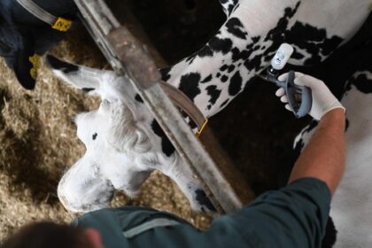 Blauzungenkrankheit: Land zieht 150-km-Zone – gesamter Kreis Wesel betroffen