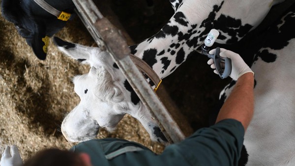 Blauzungenkrankheit: Land zieht 150-km-Zone – gesamter Kreis Wesel betroffen