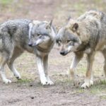 Dinslakener hält flammende Rede im Bundestag: „Wolf ist kein Neubürger“