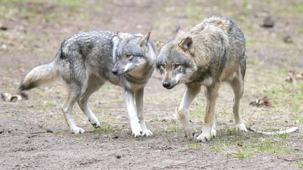 Dinslakener hält flammende Rede im Bundestag: „Wolf ist kein Neubürger“