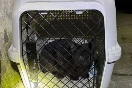 Einsatz in Dinslaken: Feuerwehr rettet drei junge Katzen aus Versorgungsschacht