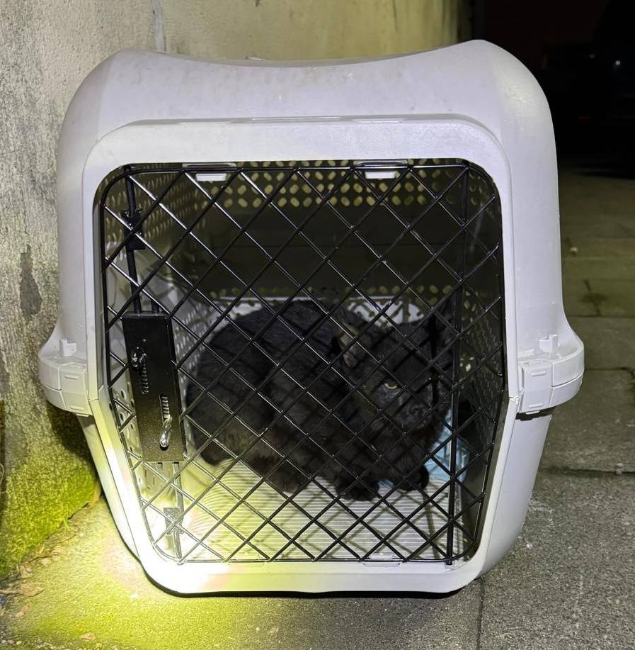 Einsatz in Dinslaken: Feuerwehr rettet drei junge Katzen aus Versorgungsschacht