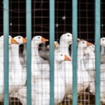 Geflügelpest: 50 infizierte Wildvögel gefunden – Kreis Wesel rechnet mit Zunahme