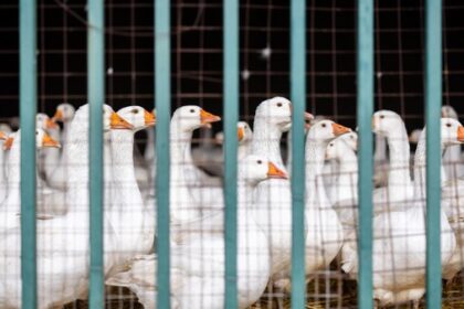 Geflügelpest: 50 infizierte Wildvögel gefunden – Kreis Wesel rechnet mit Zunahme