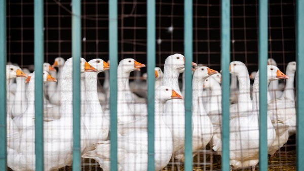 Geflügelpest: 50 infizierte Wildvögel gefunden – Kreis Wesel rechnet mit Zunahme