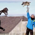Happy End für zwei Pechvögel: Bussarde erfolgreich in Hünxe ausgewildert