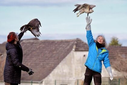 Happy End für zwei Pechvögel: Bussarde erfolgreich in Hünxe ausgewildert