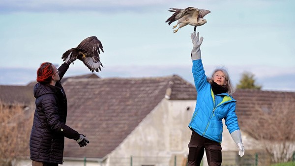 Happy End für zwei Pechvögel: Bussarde erfolgreich in Hünxe ausgewildert