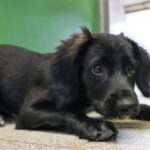 Hund aus Tierheim holen, zwei Jahre keine Steuer zahlen: Vorschlag in Voerde