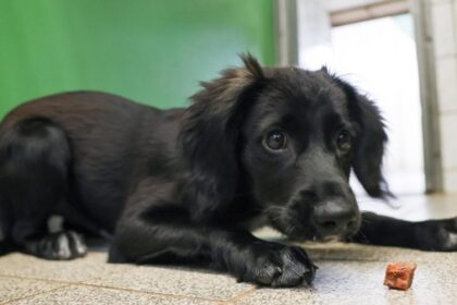 Hund aus Tierheim holen, zwei Jahre keine Steuer zahlen: Vorschlag in Voerde