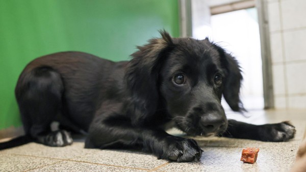 Hund aus Tierheim holen, zwei Jahre keine Steuer zahlen: Vorschlag in Voerde