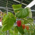 Landwirte in Dinslaken und Hünxe: Darum lohnen sich PV-Anlagen auf Feldern nicht