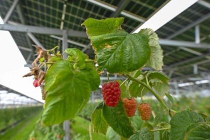 Landwirte in Dinslaken und Hünxe: Darum lohnen sich PV-Anlagen auf Feldern nicht