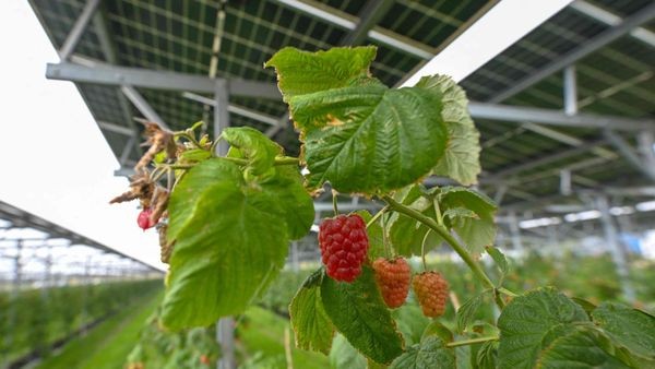 Landwirte in Dinslaken und Hünxe: Darum lohnen sich PV-Anlagen auf Feldern nicht