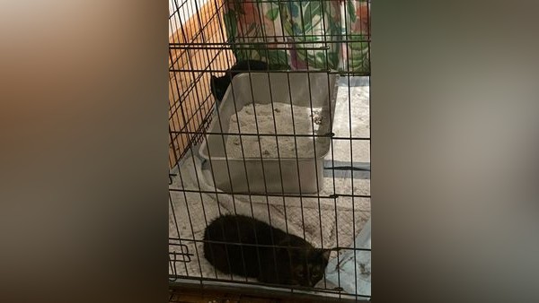 Süße Katzen in Not: Feuerwehr Dinslaken rettet Tiere aus Versorgungsschacht