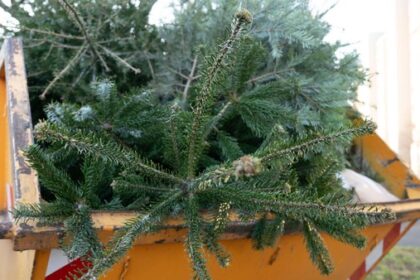 Weihnachtsbaum-Abfuhr in Dinslaken: So bleibt die Tanne länger zuhause