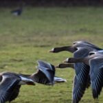 Zahl der Gänse am Niederrhein steigt auf 74.000 im Dezember – Blässgänse dominieren
