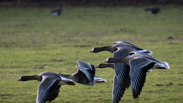 Zahl der Gänse am Niederrhein steigt auf 74.000 im Dezember – Blässgänse dominieren