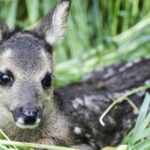 Brut- und Setzzeit im Kreis Wesel: Diese Regeln gelten jetzt für Hundehalter