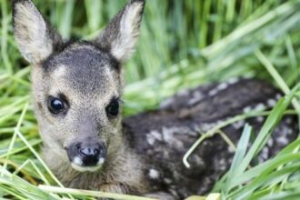 Brut- und Setzzeit im Kreis Wesel: Diese Regeln gelten jetzt für Hundehalter