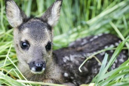 Brut- und Setzzeit im Kreis Wesel: Diese Regeln gelten jetzt für Hundehalter