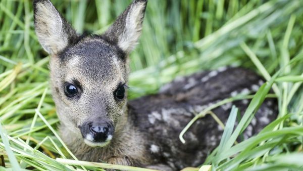Brut- und Setzzeit im Kreis Wesel: Diese Regeln gelten jetzt für Hundehalter