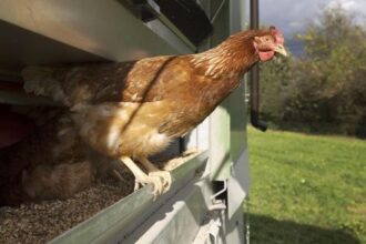 Entwarnung nach Geflügelpest-Ausbruch: Kreis Wesel hebt die Stallpflicht auf