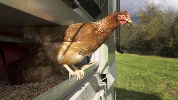 Entwarnung nach Geflügelpest-Ausbruch: Kreis Wesel hebt die Stallpflicht auf