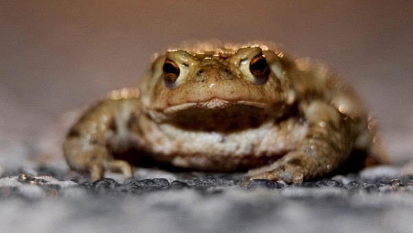 Krötenwanderung beginnt: Biologische Station sucht Helfer für Schutzzaun