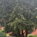 Städtische Finanzen: Hierfür erhebt die Dinslakener Verwaltung bald eine Gebühr