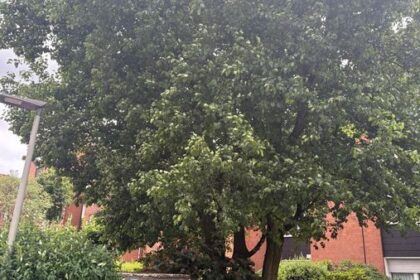 Städtische Finanzen: Hierfür erhebt die Dinslakener Verwaltung bald eine Gebühr