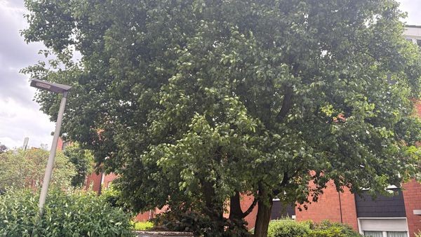 Städtische Finanzen: Hierfür erhebt die Dinslakener Verwaltung bald eine Gebühr